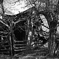 Canyon, Homestead B/W