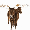  Horses Survive The Winter