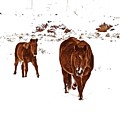   Horses Survive The Winter of 2017